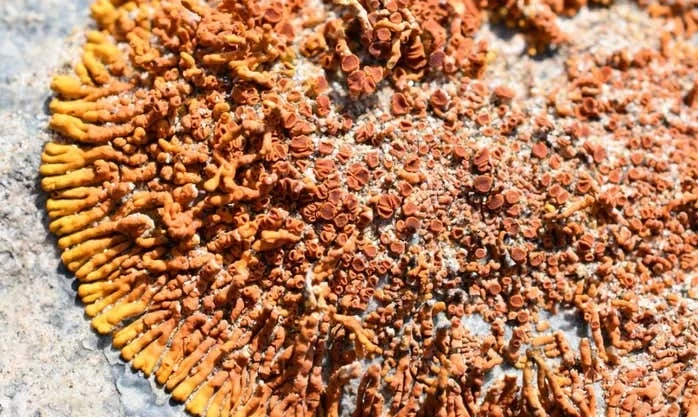 Likenlerin 1°C'lik iklim ısınmasına uyum sağlaması bir milyon yıl alabilir likenler
