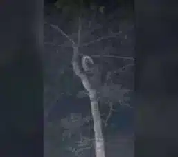 elf-fotograflari